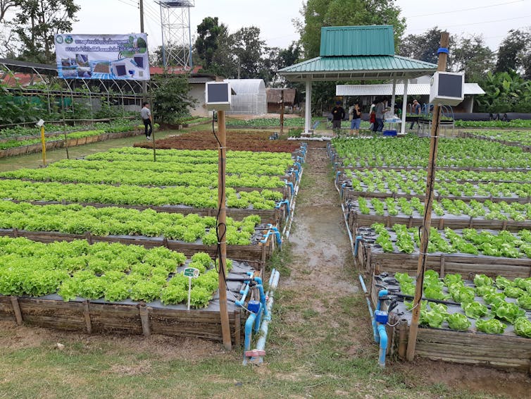rows of lettuce beds