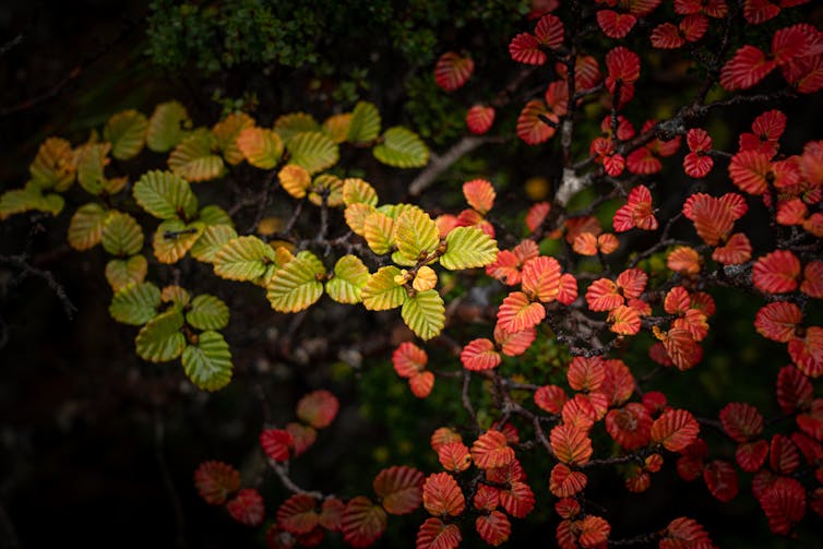 colourful leaves of nothofagus gunnii