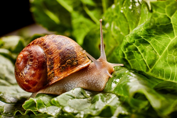 Snail on green leaves