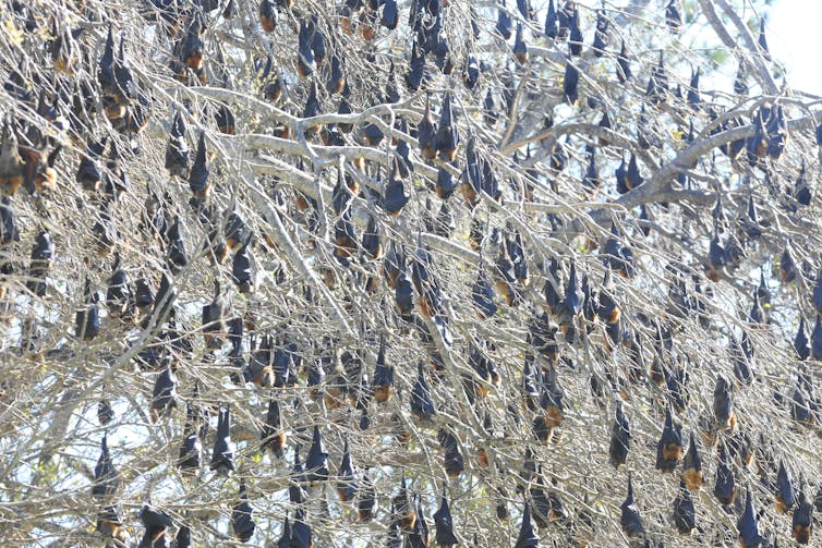 A large group of grey-headed flying foxes roosting in a tree