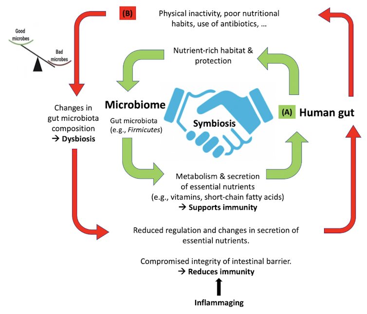 Diagram of interaction between human gut and microbiota