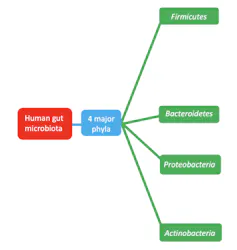Diagram of microbial phyla