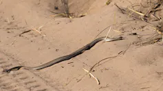 A long black snake crawls across the sand