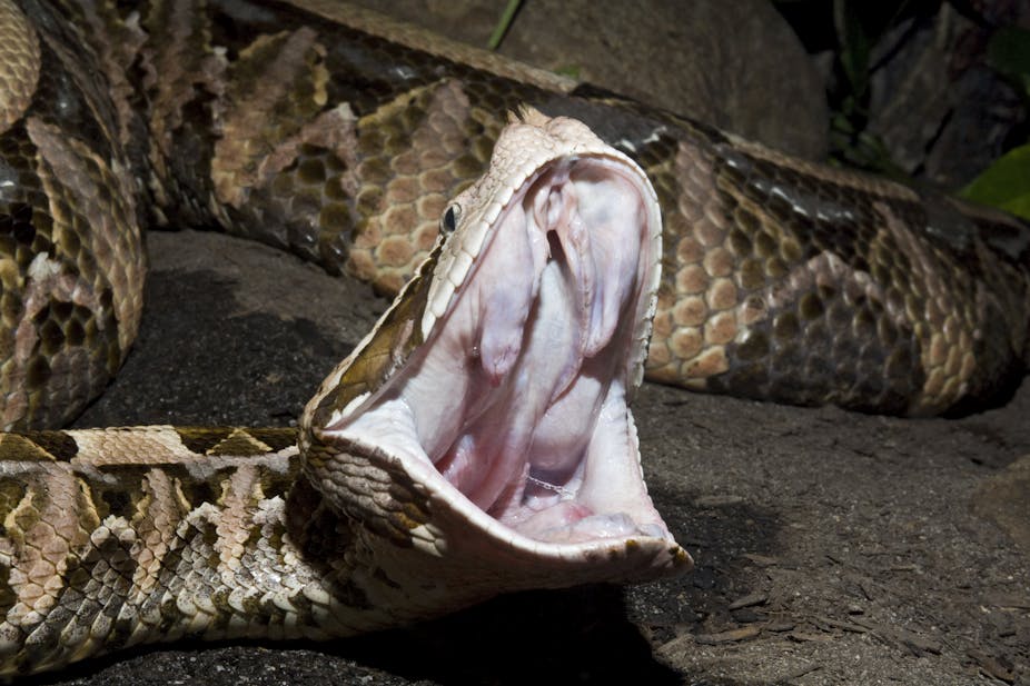 A Gaboon viper snake with its mouth open and fangs bared