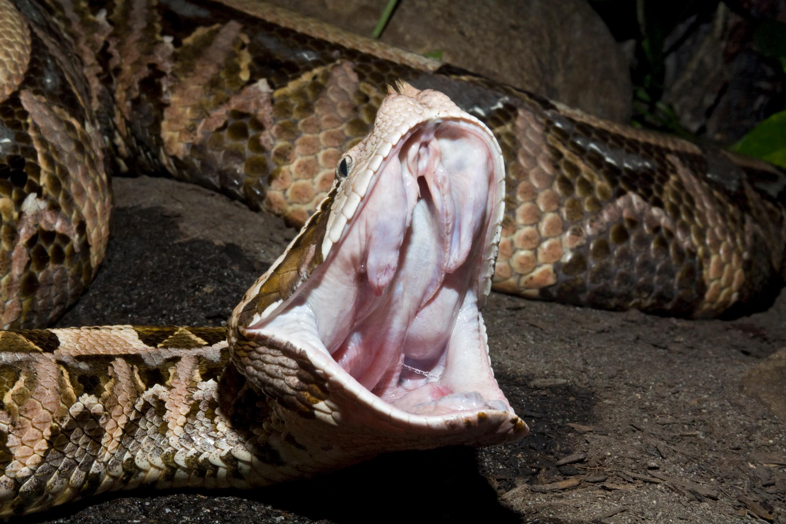 A Gaboon viper snake with its mouth open and fangs bared