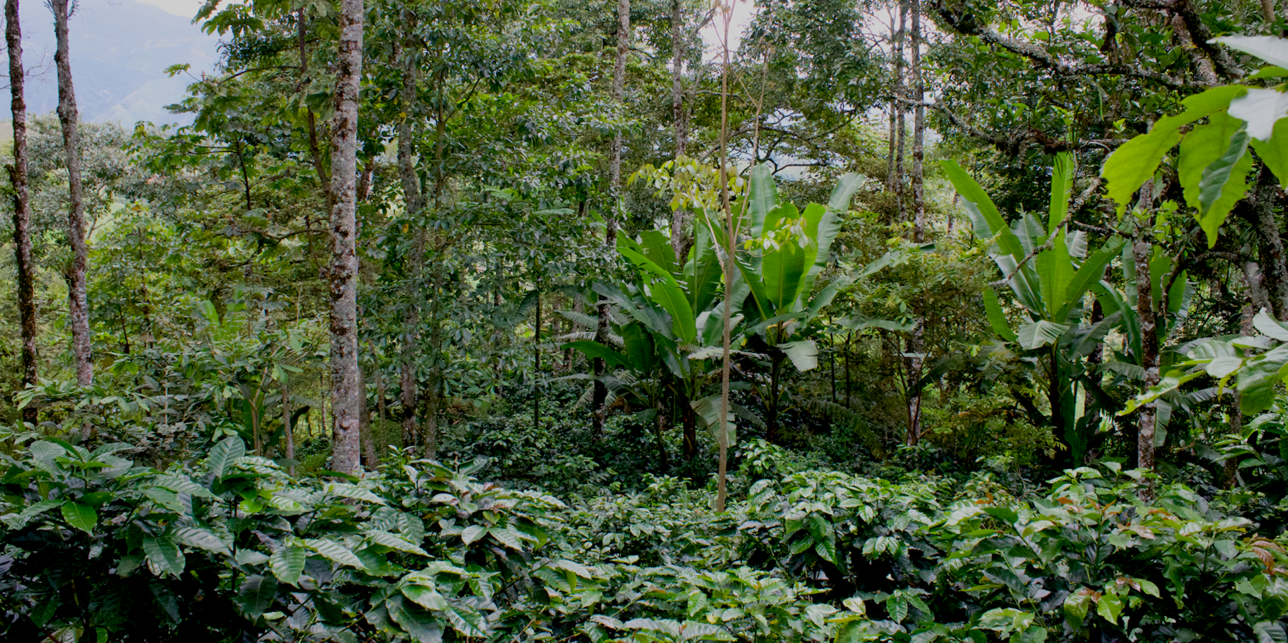 Au Mexique, comment une épidémie du caféier a accéléré la déforestation