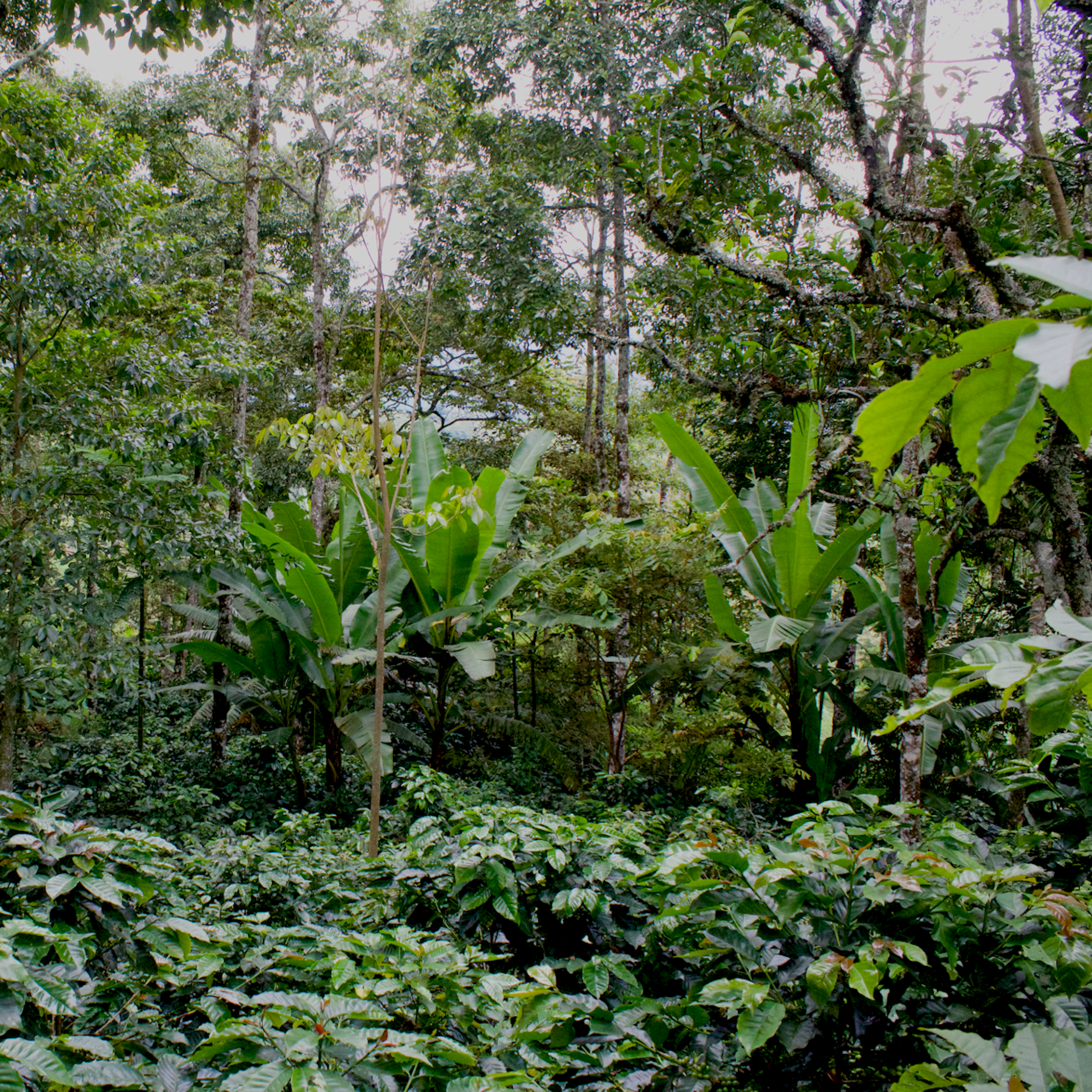 Au Mexique, comment une épidémie du caféier a accéléré la déforestation
