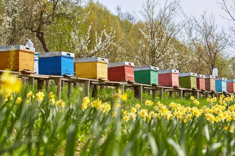 A row of colourful bee hives with blossoming fruit trees behind them and daffodils in front.