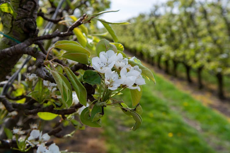 A white blossom on a tree in an orchard.