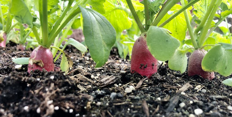 Radishes sprouting in a garden bed.