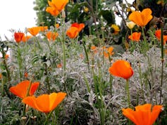 Orange flowers blooming with other plants and grasses.