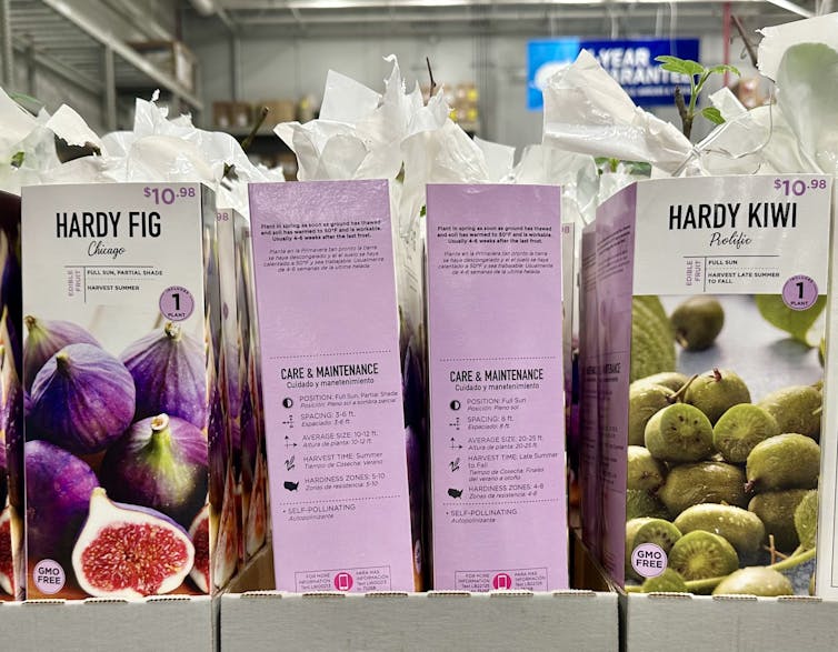 Packages for hardy fig and kiwi seedlings.