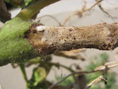 A stem dotted with small round growths.