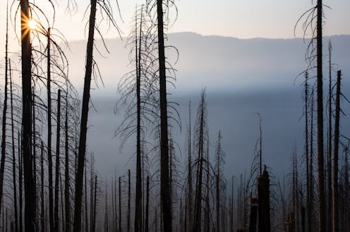 Fighting every wildfire ensures the big fires are more extreme, and may harm forests’ ability to adapt to climate change