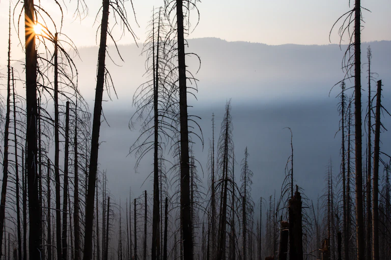 A landscape of burned trees