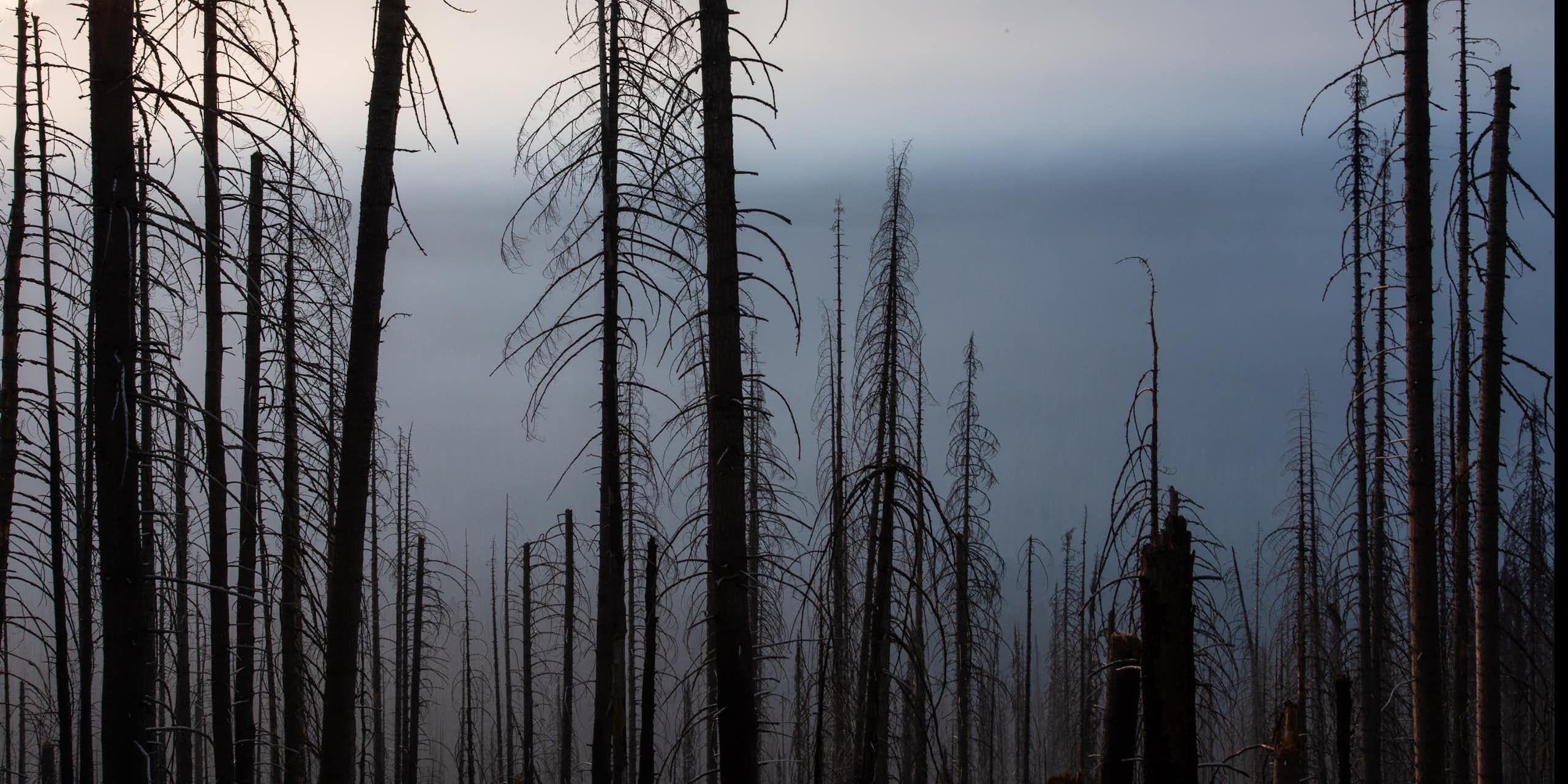 A landscape of burned trees