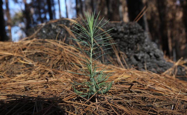 Uma pequena muda de pinheiro brota entre folhas mortas de pinheiro com troncos carbonizados ao fundo.