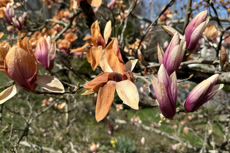 Branches of a magnolia tree with blooms that have turned brown and withered