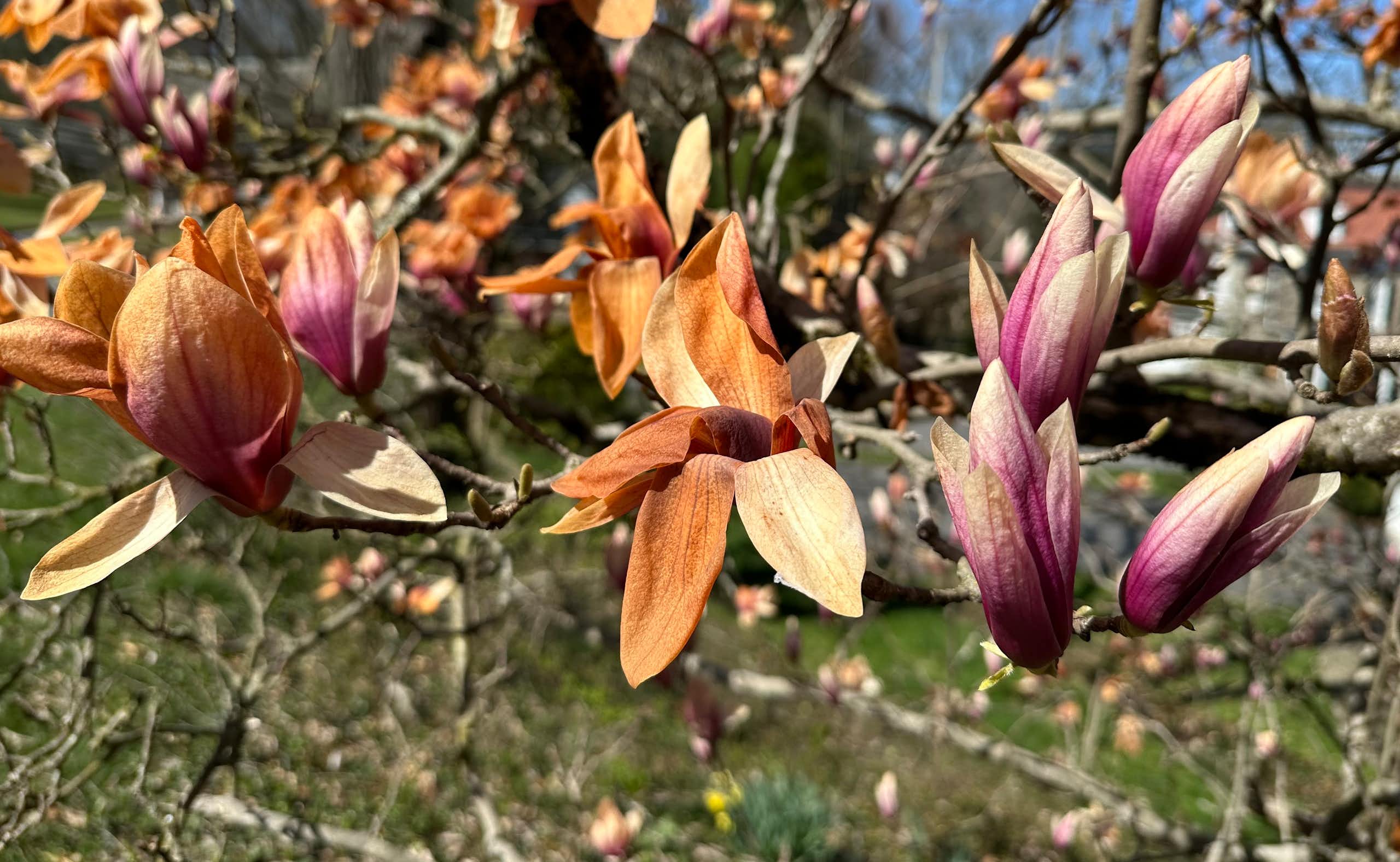 Branches of a magnolia tree with blooms that have turned brown and withered
