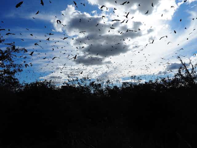 Flying foxes flying out from their roost. showing the late evening sky behind their dark flapping wings