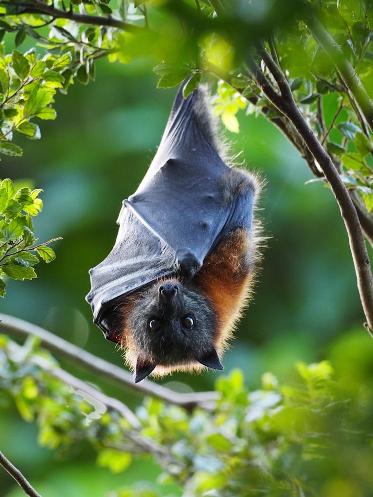 A grey-headed flying-fox hanging from a tree, wrapped in its wings, with its eyes wide open