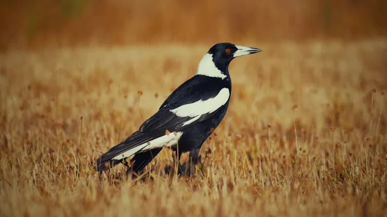 A magpie in a grass field