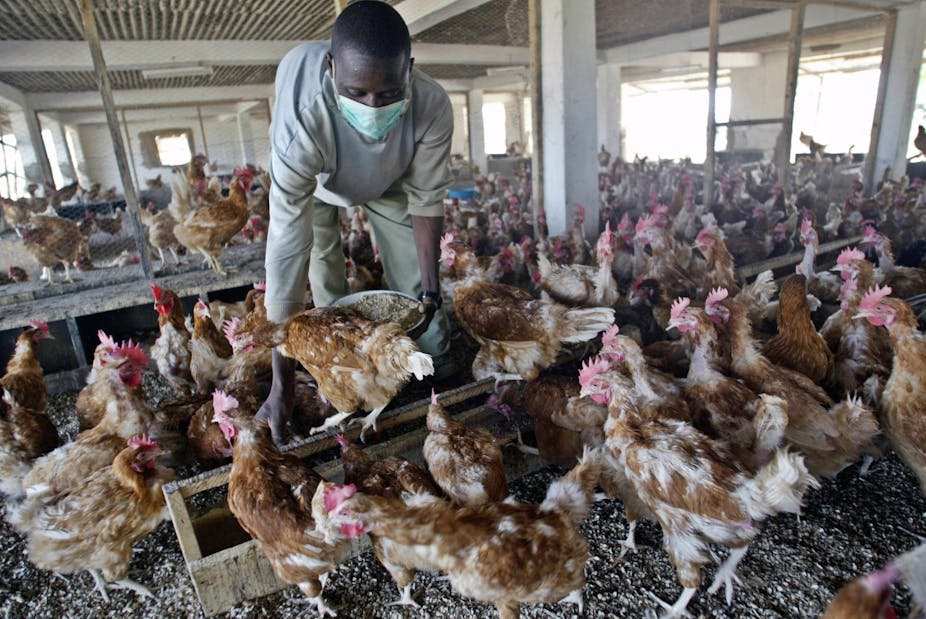 A shed full of live chickens, with a man in a face mark bending over them