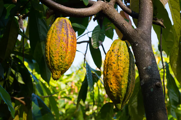 Grãos de cacau em uma árvore