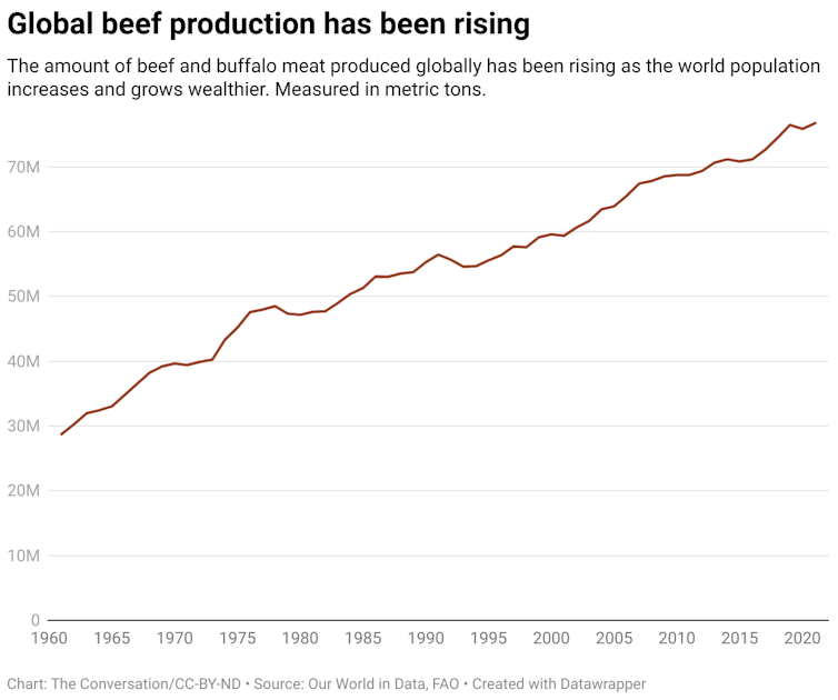 A chart showing global beef production from 1961 to 2021. The amount of beef and buffalo meat produced globally has been rising as the world population increases and grows wealthier. Measured in metric tons.