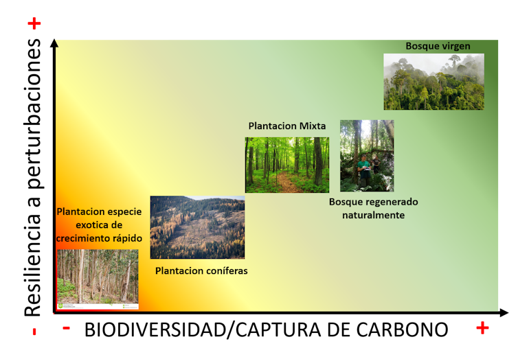 Gráfico que representa las diferencias en resiliencia a perturbaciones y biodiversidad o captura de carbono de los bosques.