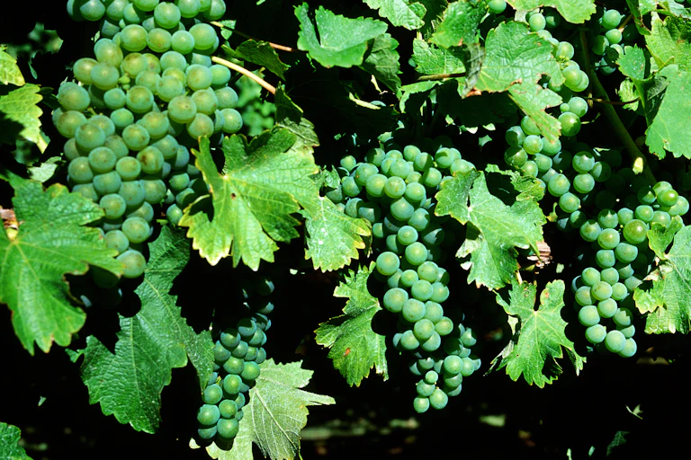 Ripe grapes on the vine