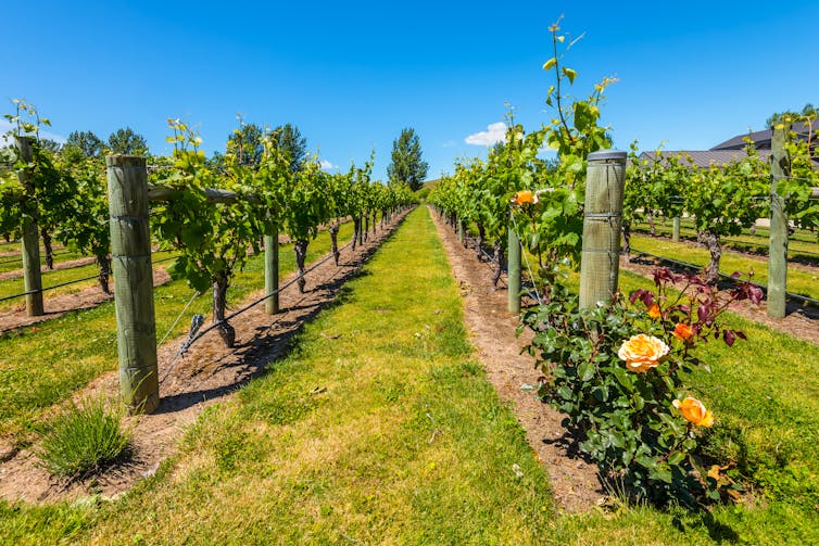 Rows of wine in a vineyard