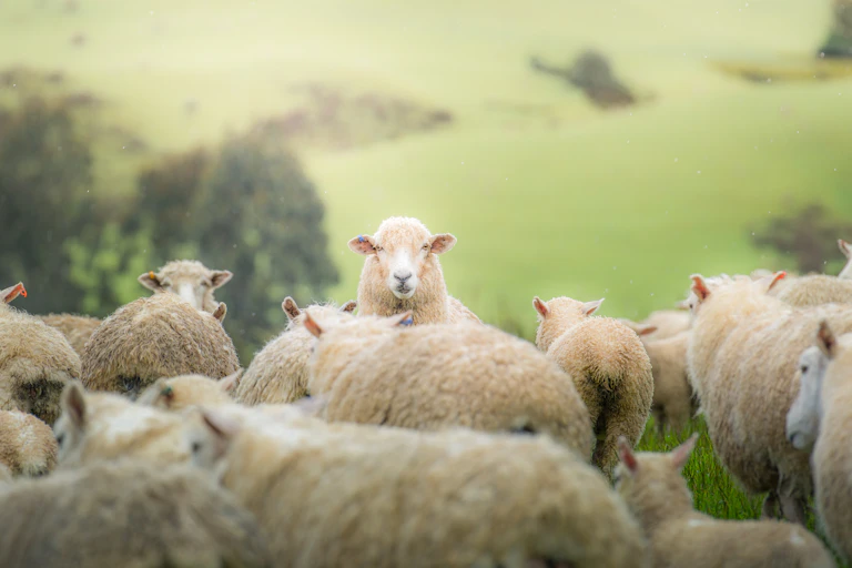 A sheep staring at camera
