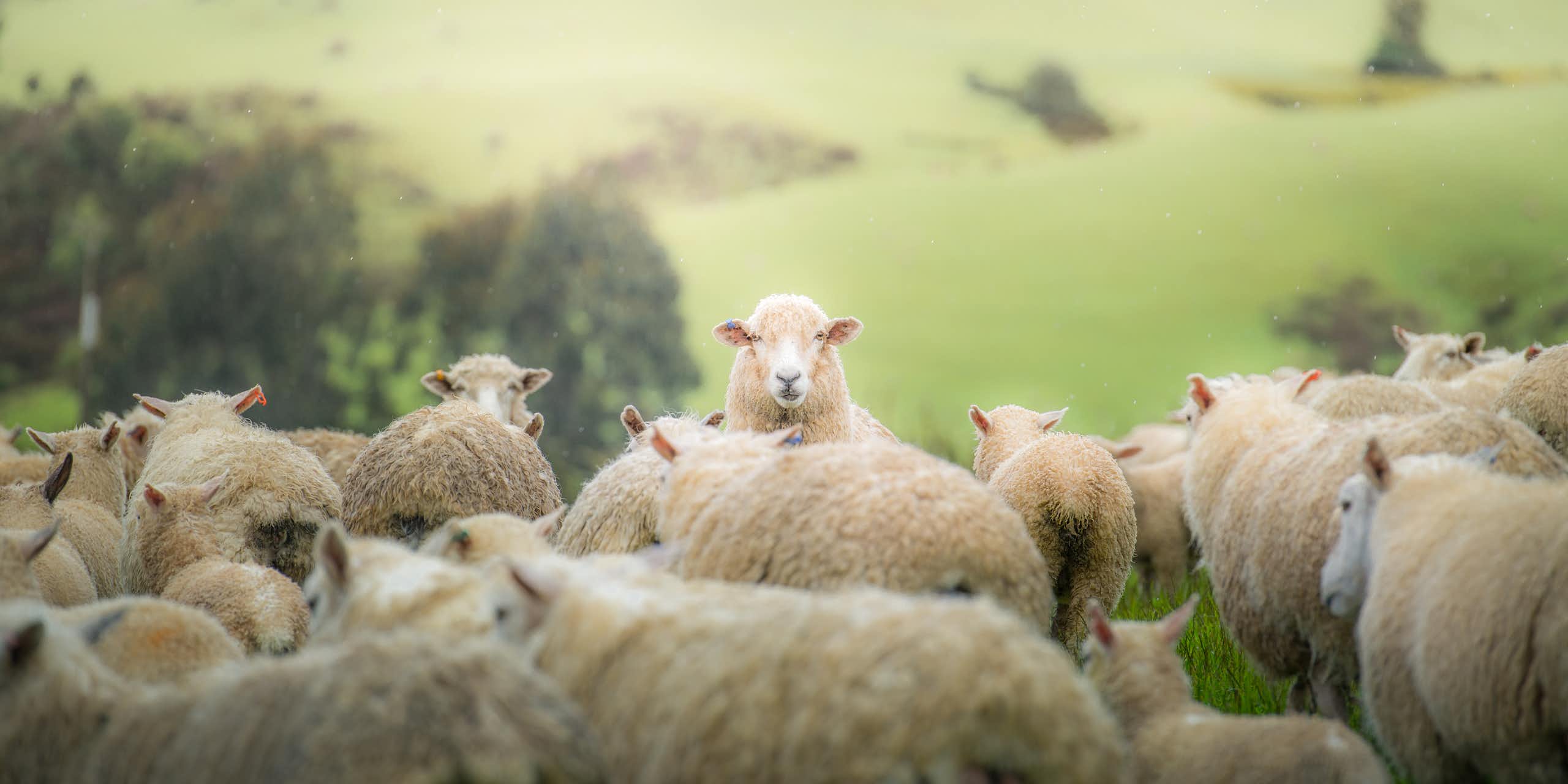 A sheep staring at camera
