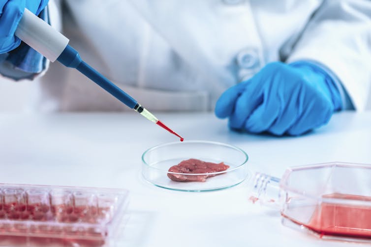 Scientist dropping growth serum with micropipette on meat sample in a petri dish