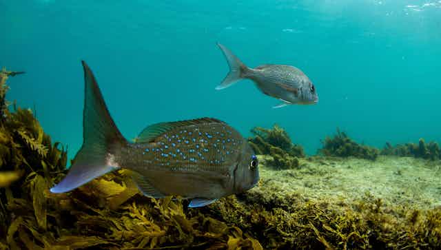 What are the benefits of a Net-Free Reef?