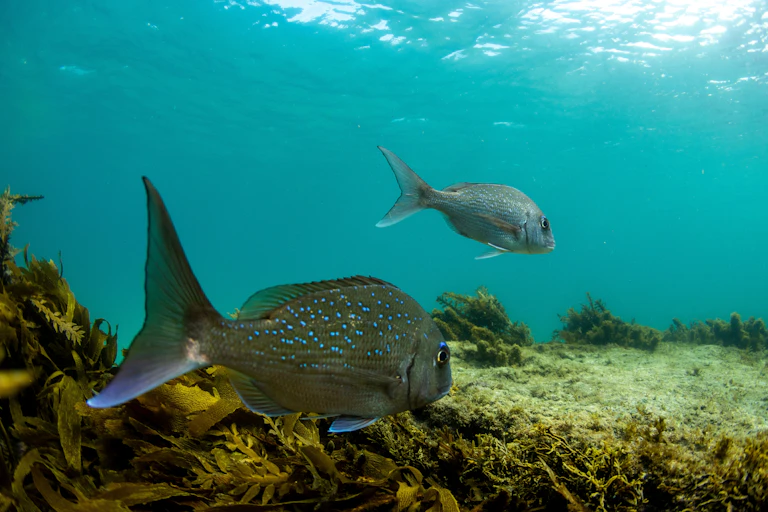 Snapper swimming in a marine reserve in New Zealand