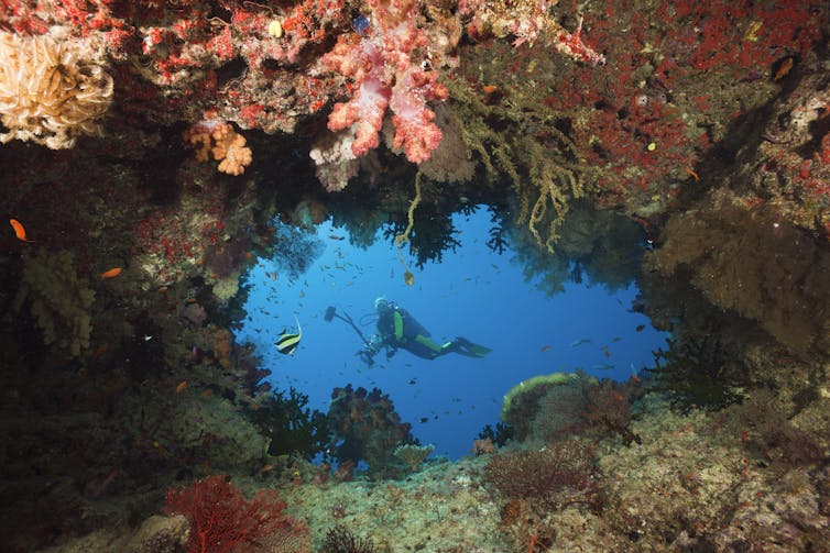 Scuba diver swimming in Namena marine reserve in Fiji.