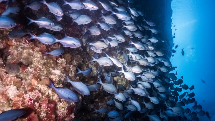 Blue maomao fish swimming in a marine reserve in the Poor Knights, New Zealand