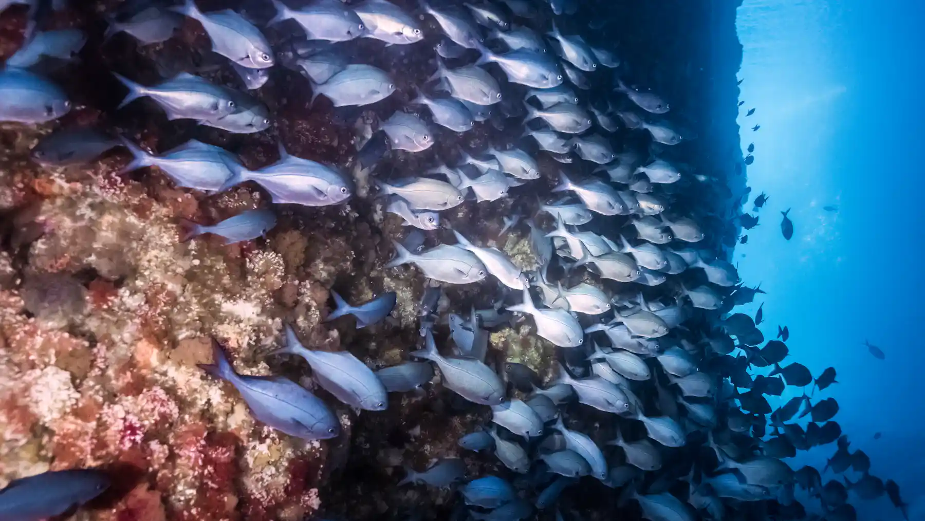 Common Fish Reserves Marine protected areas safeguard more than ecology – they bring ...