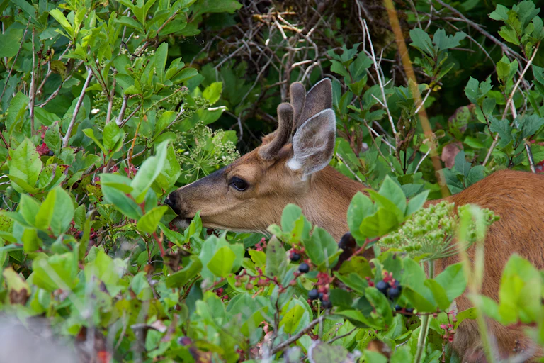 a buck nibbles on a bush