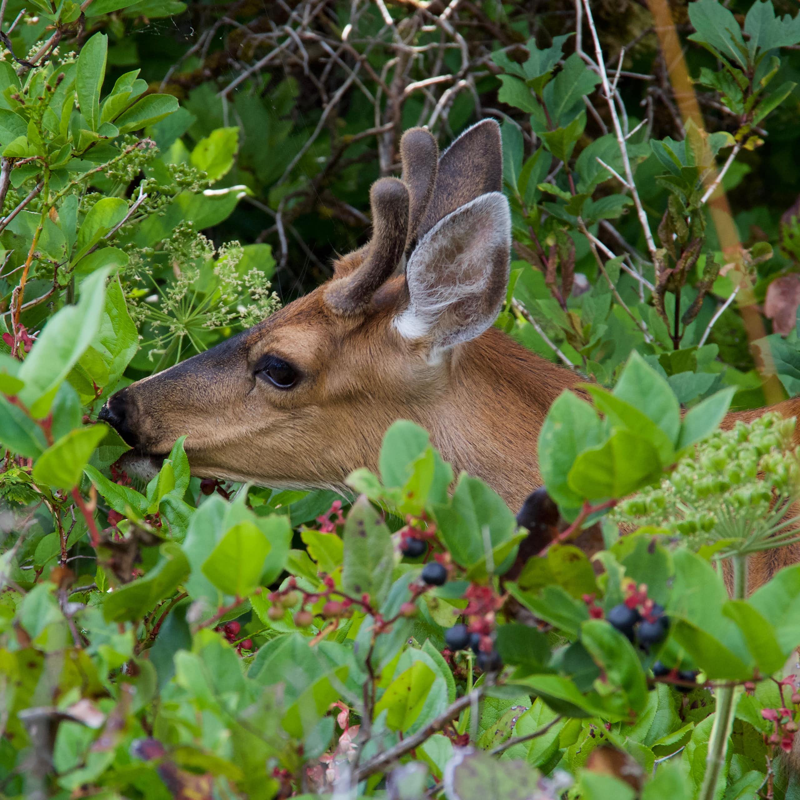 a buck nibbles on a bush