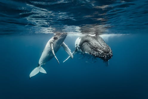 life on the humpback highway