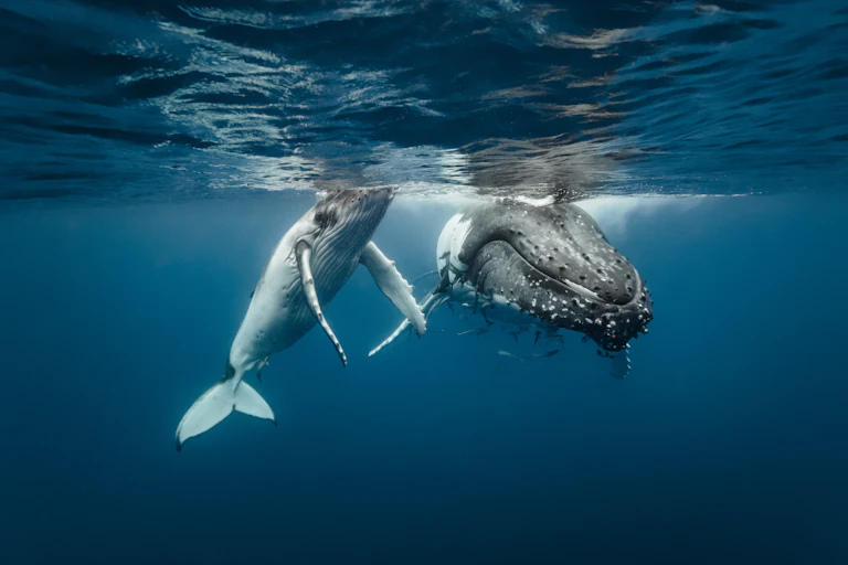 Underwater photo of humpback whale calf and mum alongside each other in crystal clear water