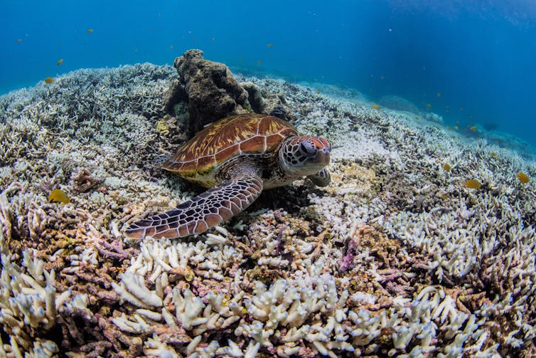 A green sea turtle sitting on a mound of bleached coral.