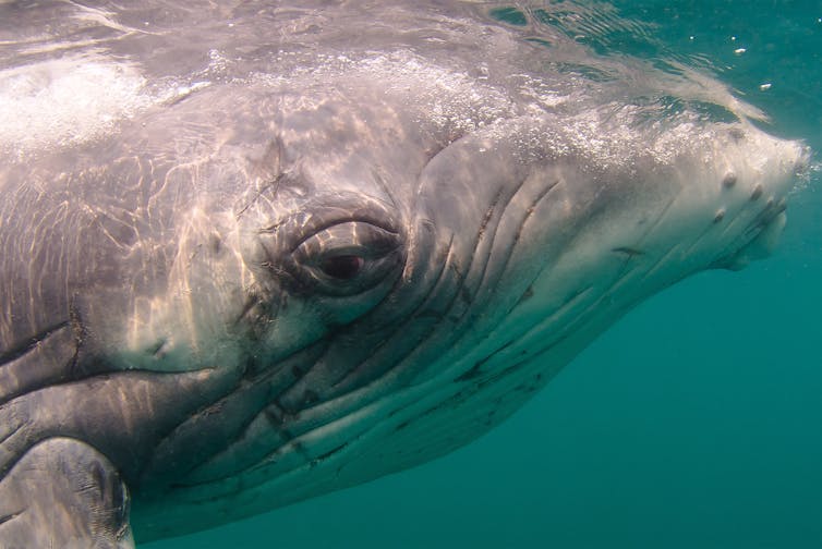 The head of a baby humpback whale.