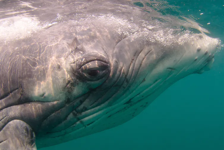 The head of a baby humpback whale.