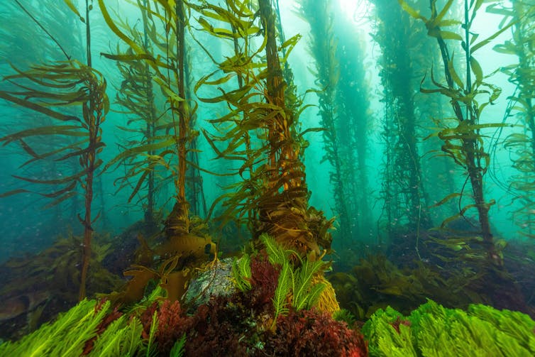 Strands of giant kelp floating underwater.