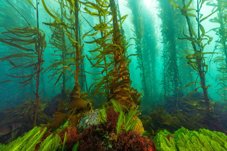 Strands of giant kelp floating underwater.