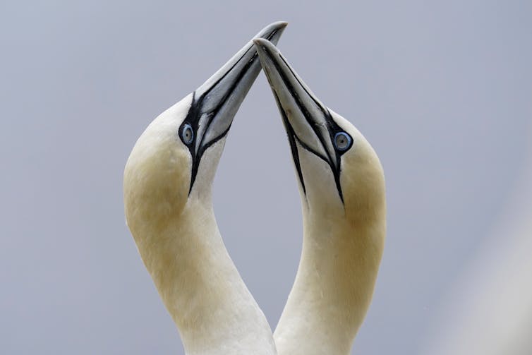 Two gannets rubbing their beaks together.